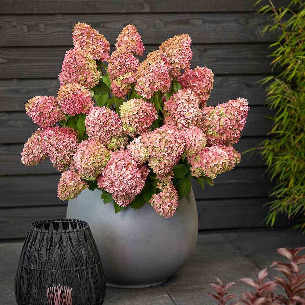 Hortensie de gradina Magical Candle, flori albe crem roz, joc de culori, arbust decorativ rezistent la frig