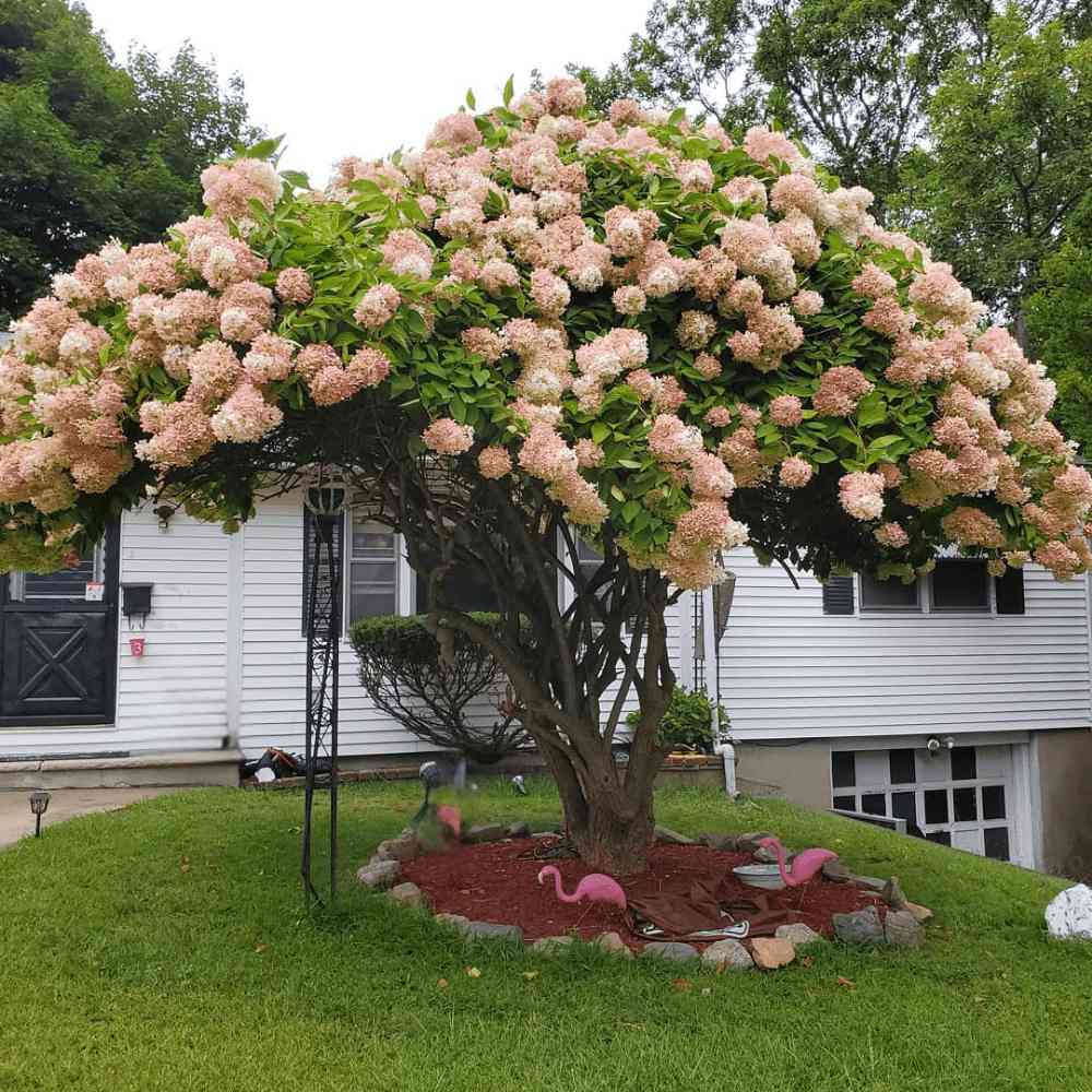 Hortensie paniculata Phantom Tip Copacel, cu flori albe conice mari, devin roz-pal