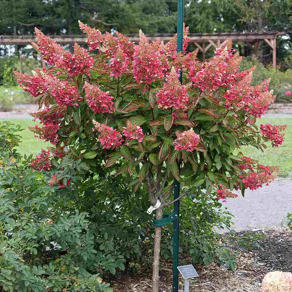 Hortensie de gradina Tip Copac, fucsia-alb-roz Pink Diamond