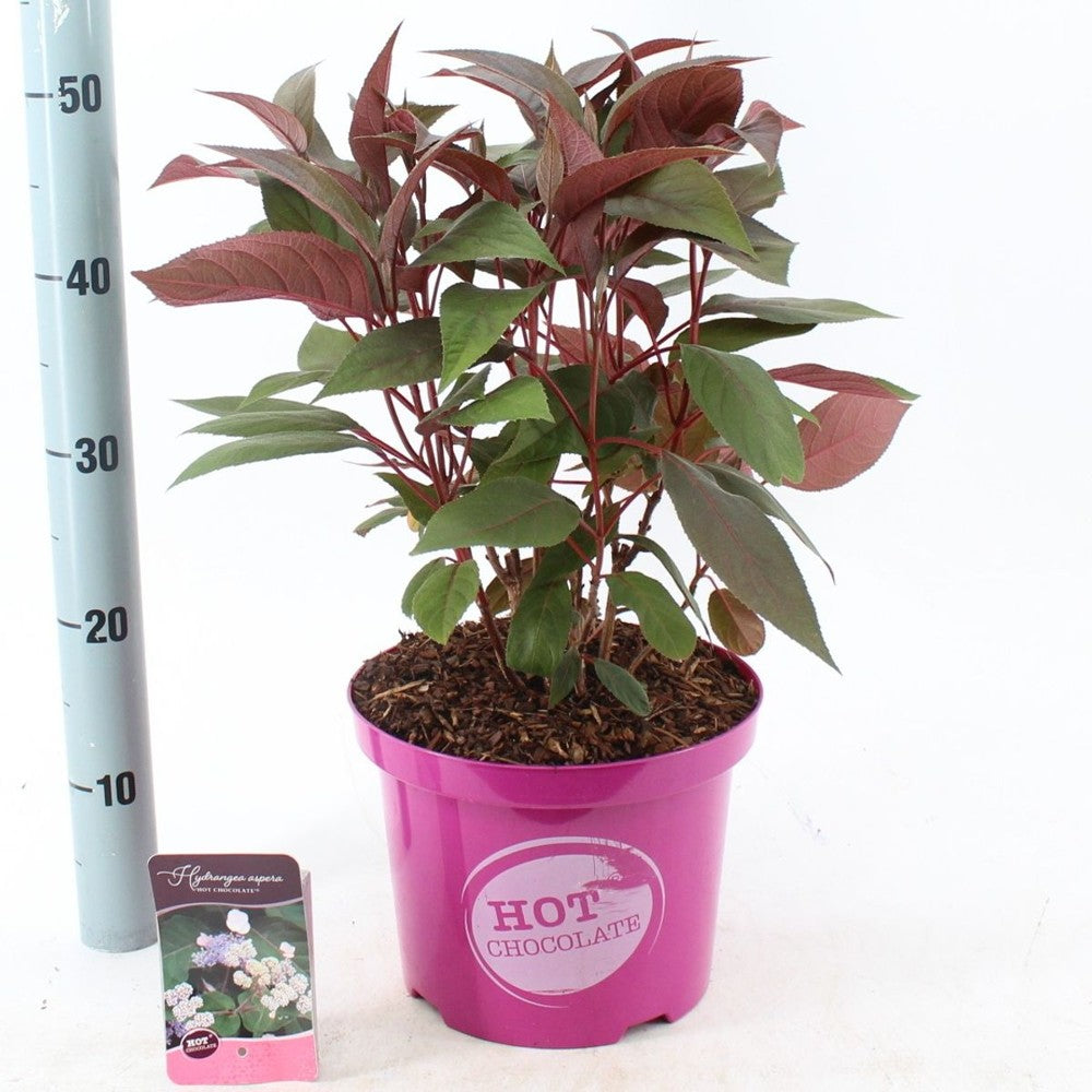 Hortensie aspera Hot Chocolate - hortensie exotica, frunze bronz, flori mov-albastru