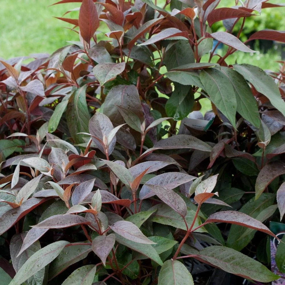 Hortensie aspera Hot Chocolate - hortensie exotica, frunze bronz, flori mov-albastru