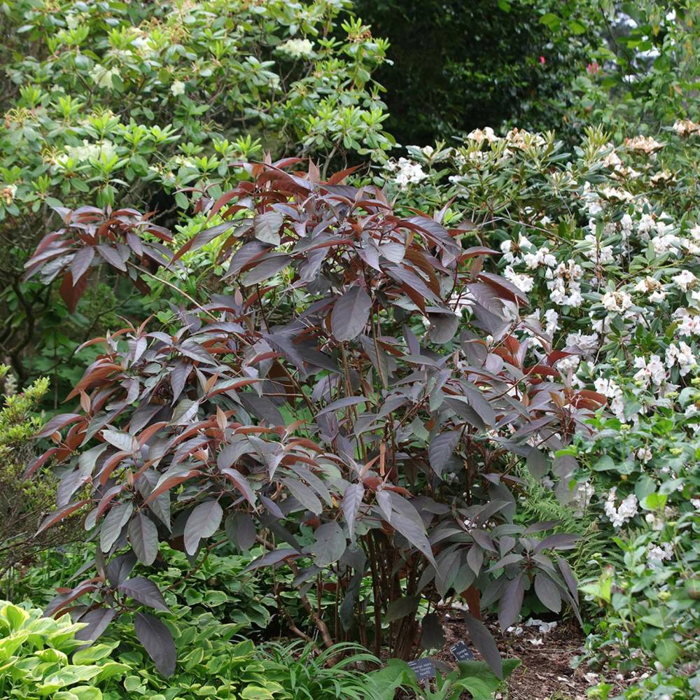 Hortensie aspera Hot Chocolate - hortensie exotica, frunze bronz, flori mov-albastru