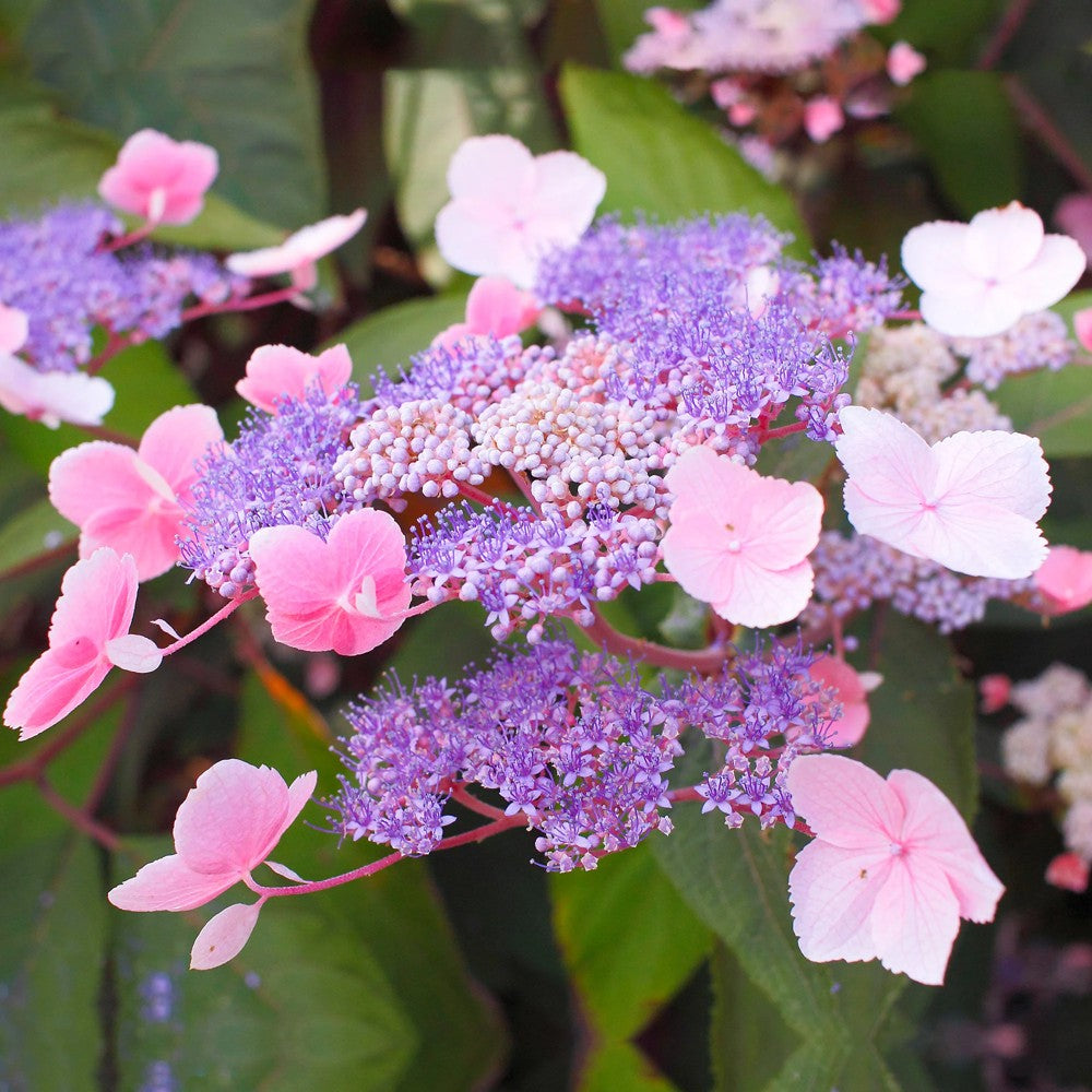 Hortensie aspera Hot Chocolate - hortensie exotica, frunze bronz, flori mov-albastru