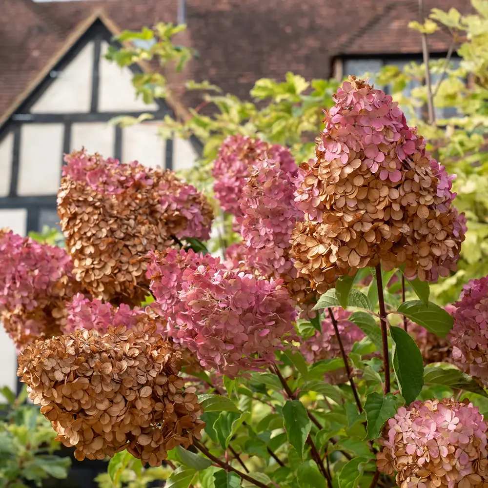Hortensie de gradina Vanille Fraise, arbust decorativ flori mari conice parfumate roz alb rosu, joc de culori