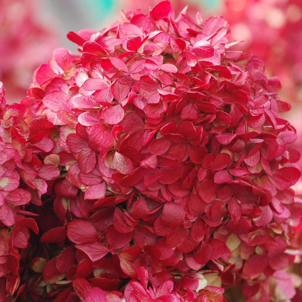 Hortensie de gradina Glowing Embers, flori rosii-portocalii spectaculoase, tufis ornamental rezistent