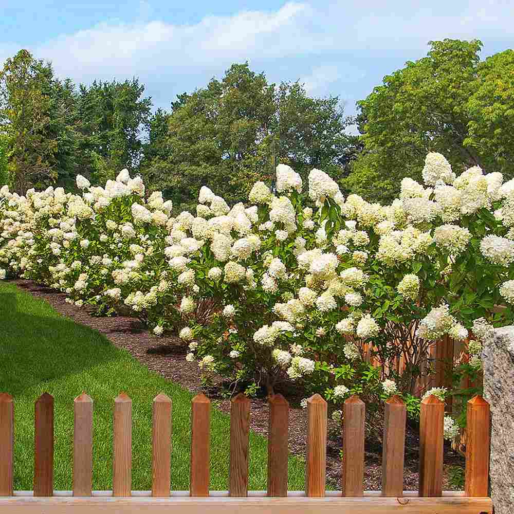 Hortensie de Gradina Grandiflora, arbustiva, flori uriase albe, rezistenta, decor de gradina
