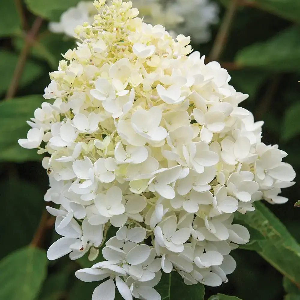 Hortensie de Gradina Grandiflora, arbustiva, flori uriase albe, rezistenta, decor de gradina