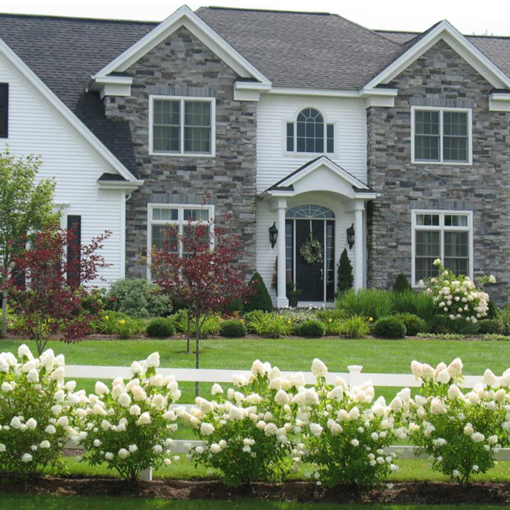 Hortensie de Gradina Grandiflora, arbustiva, flori uriase albe, rezistenta, decor de gradina