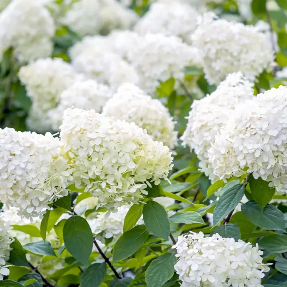 Hortensie de Gradina Grandiflora, arbustiva, flori uriase albe, rezistenta, decor de gradina