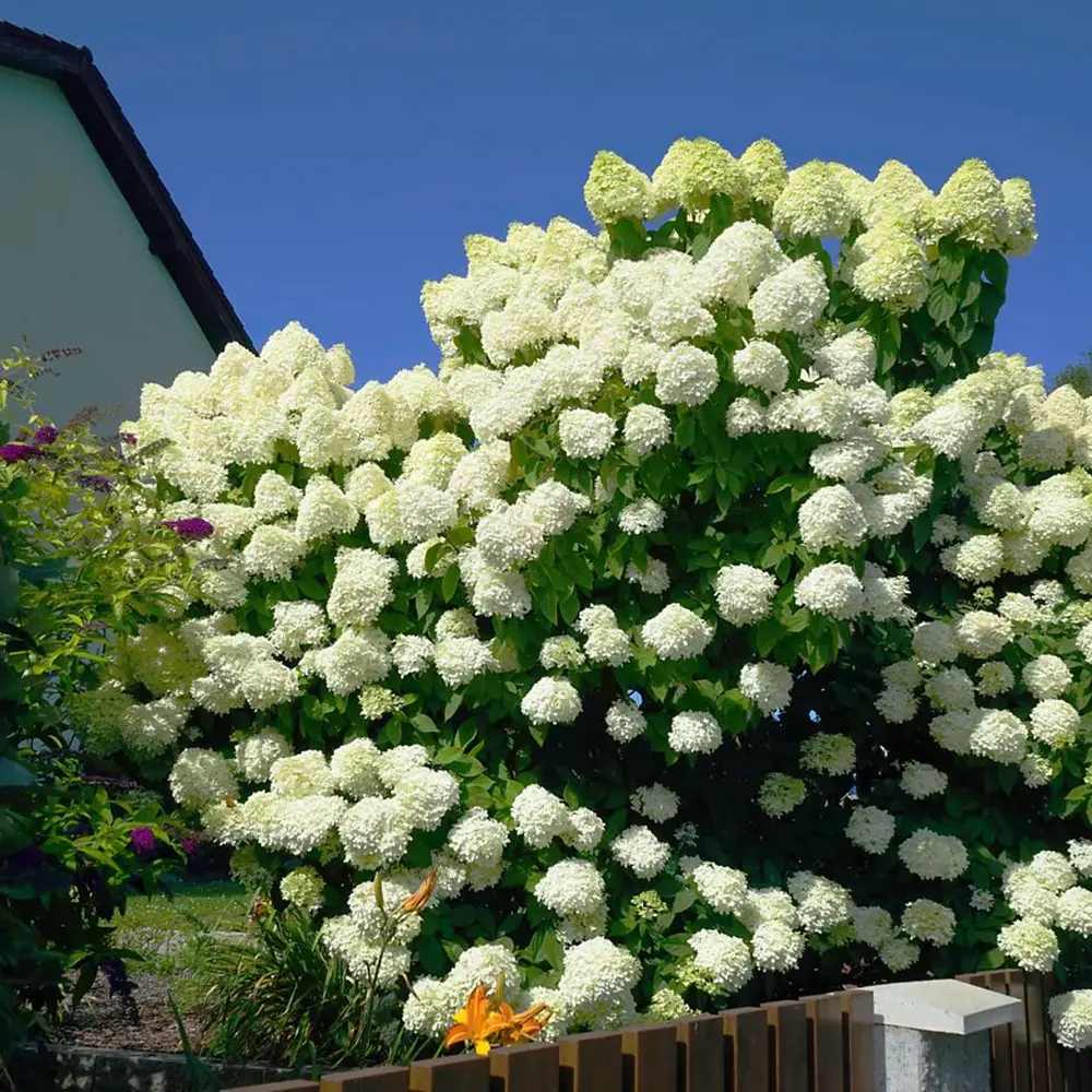 Hortensie de Gradina Grandiflora, arbustiva, flori uriase albe, rezistenta, decor de gradina