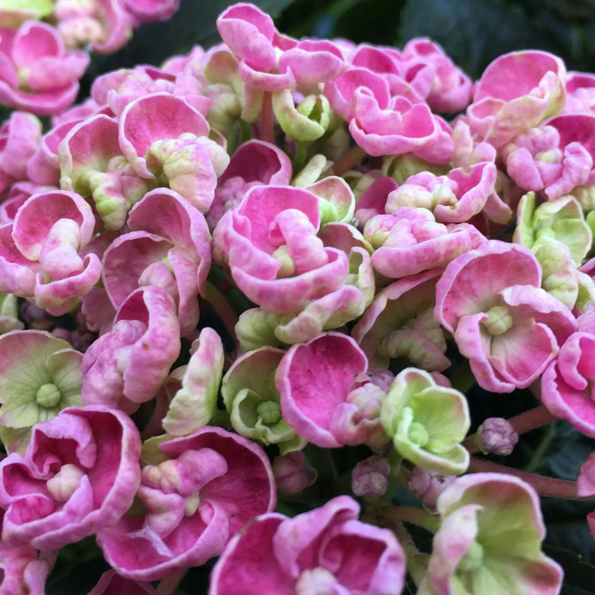 Hortensie de gradina macrophylla Curly Wurly, cu flori roz spectaculoase ondulate, inflorire lunga