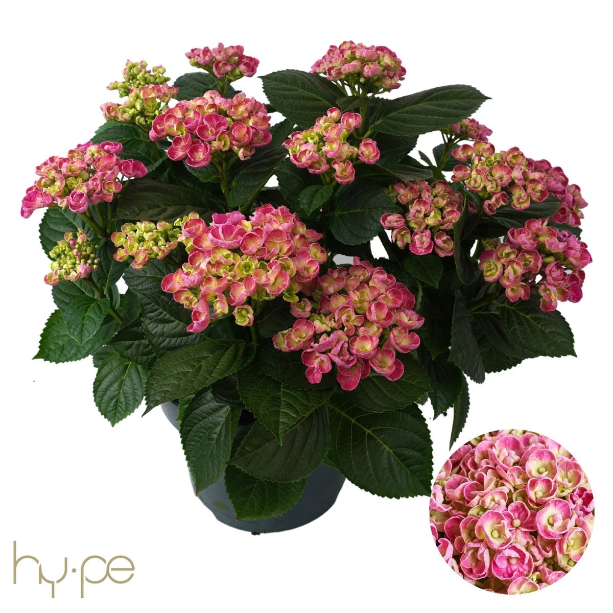 Hortensie de gradina macrophylla Curly Wurly, cu flori roz spectaculoase ondulate, inflorire lunga