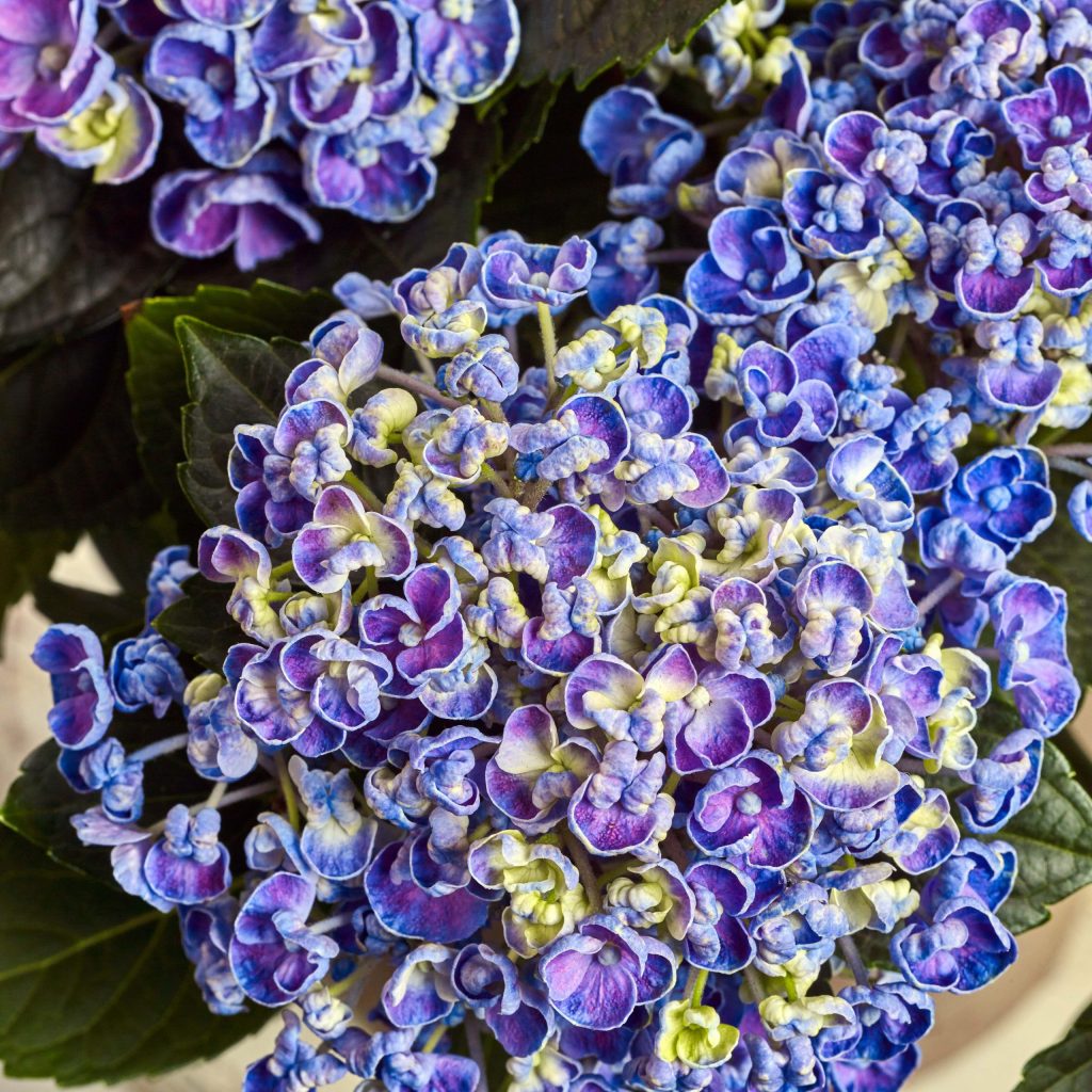 Hortensie de gradina macrophylla Curly Wurly, cu flori albastre-mov spectaculoase ondulate, inflorire lunga