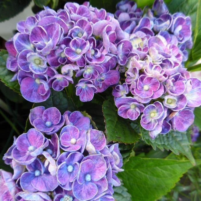 Hortensie de gradina macrophylla Curly Wurly, cu flori albastre-mov spectaculoase ondulate, inflorire lunga