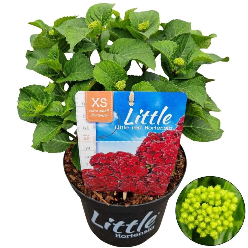 Hortensie de Gradina Pitica Little Red XS, flori rosii compacte, tufis decorativ de gradina