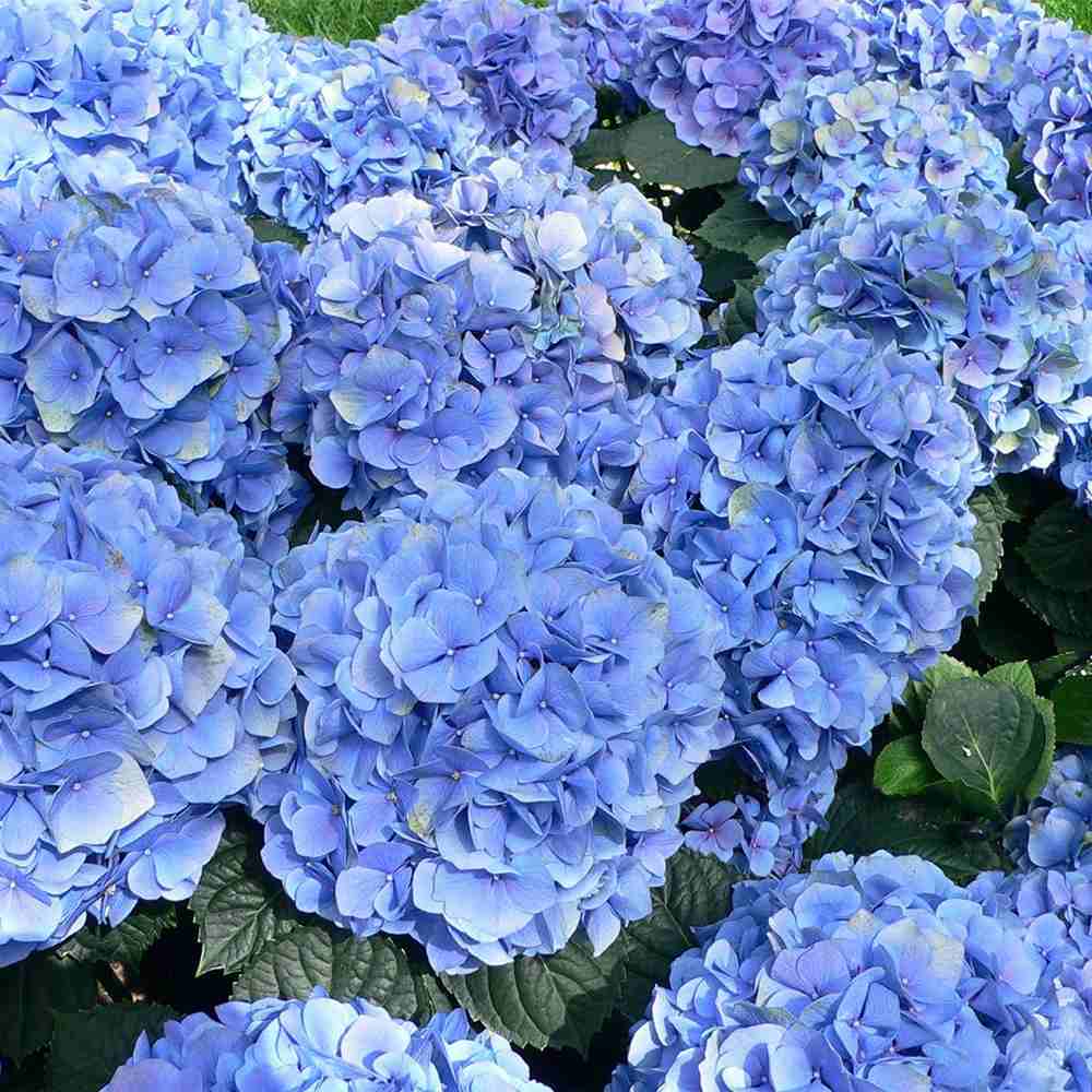Hortensie Pitica macrophylla Blauer Zwerg – flori albastre