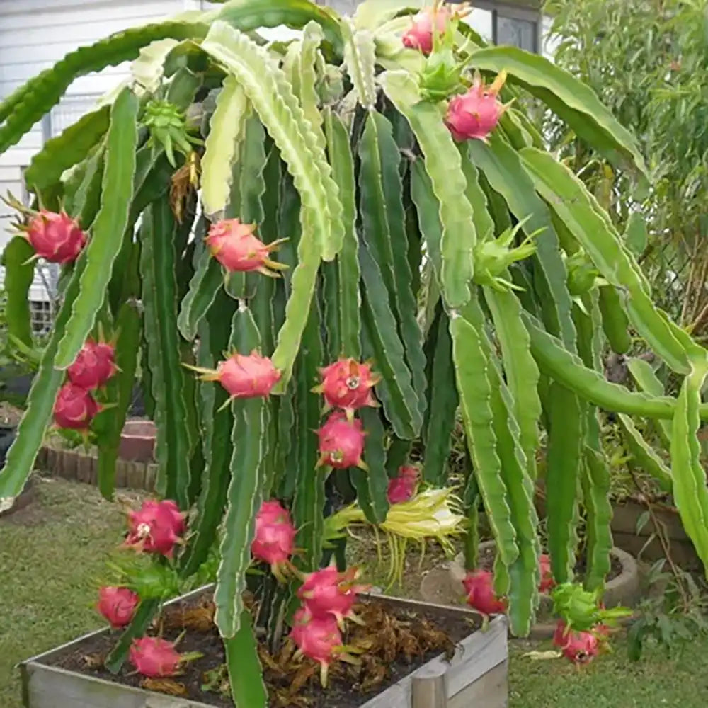 Fructul Dragonului Rosu (Hylocereus undatus), cu fructe exotice rosii si aromate