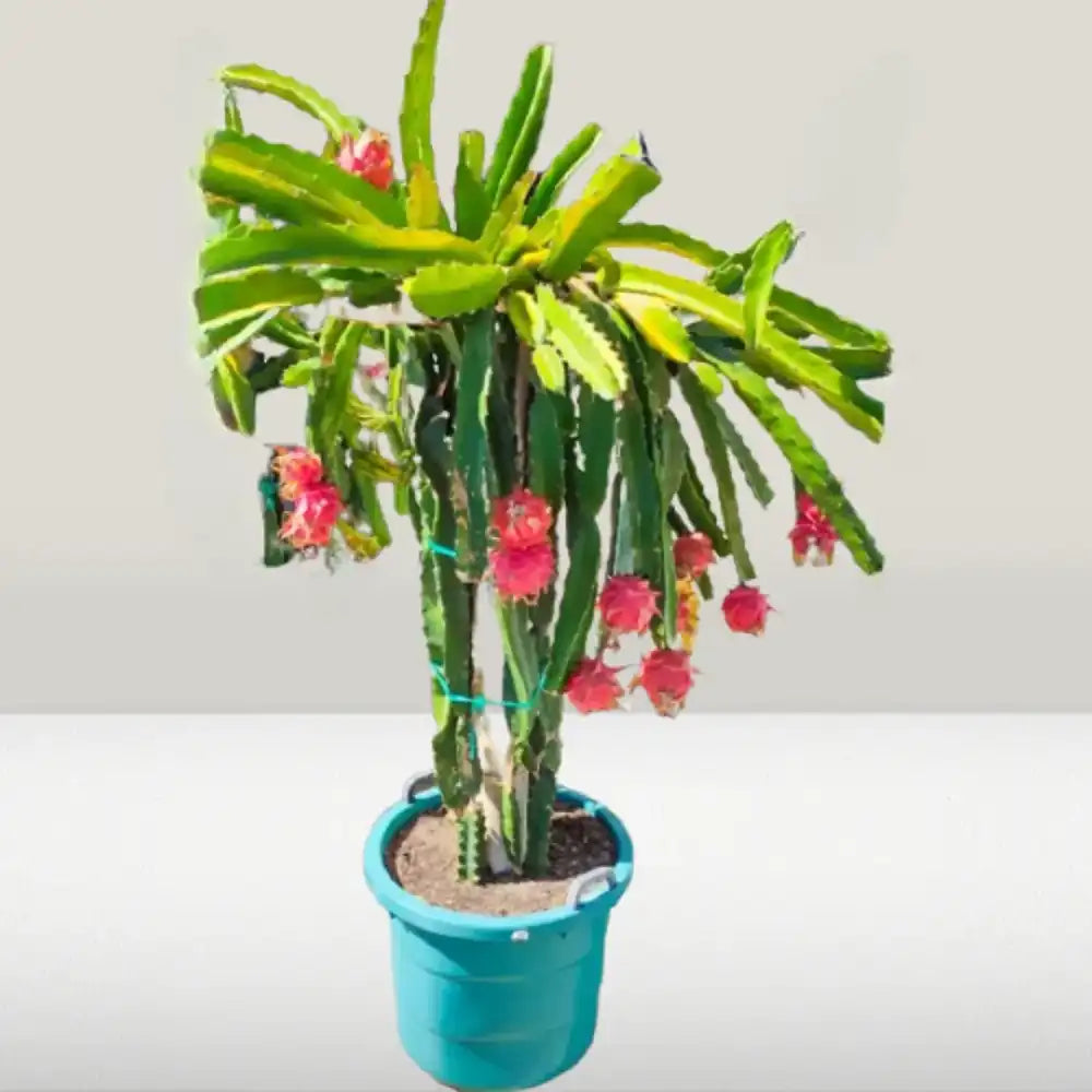 Fructul Dragonului Rosu (Hylocereus undatus), cu fructe exotice rosii si aromate