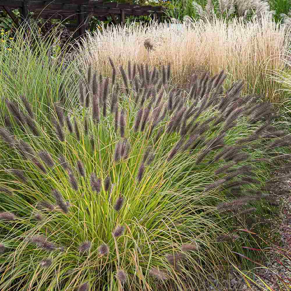 Iarba Chinezeasca Pennisetum Black Beauty