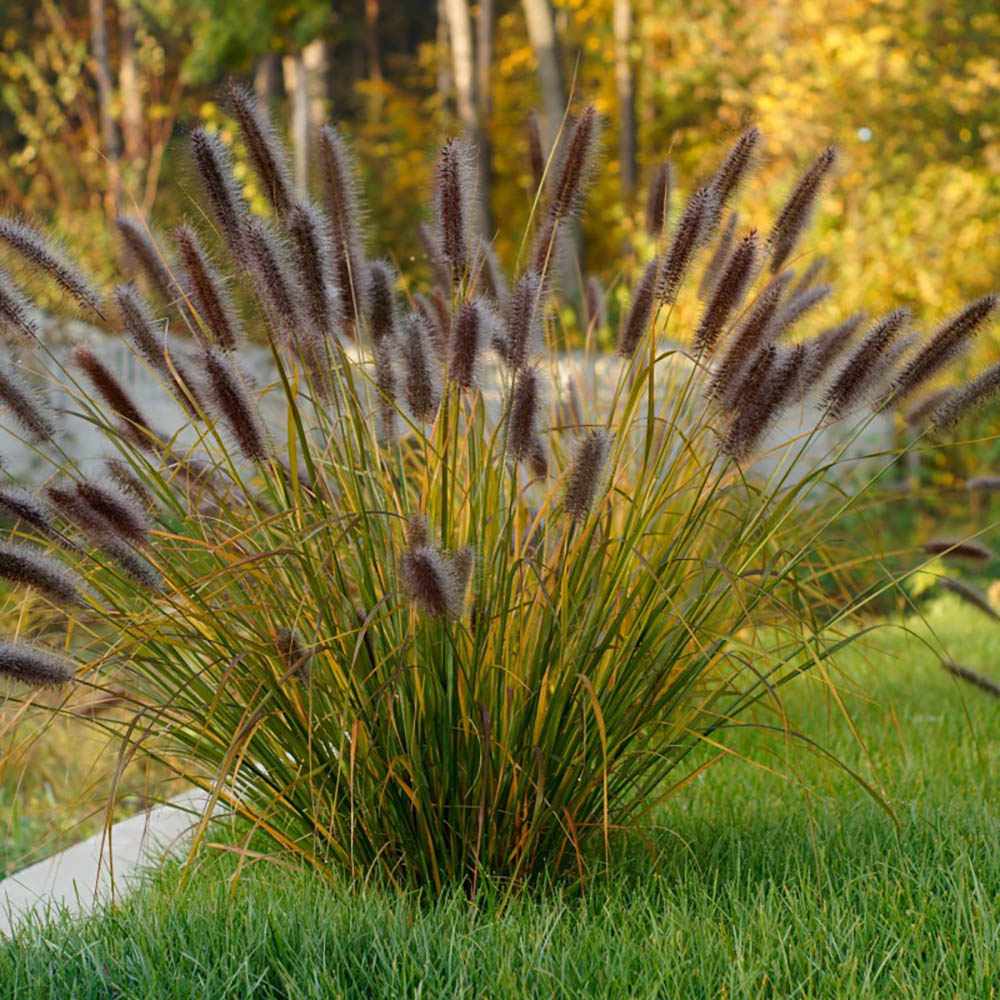 Iarba Chinezeasca Pennisetum Black Beauty