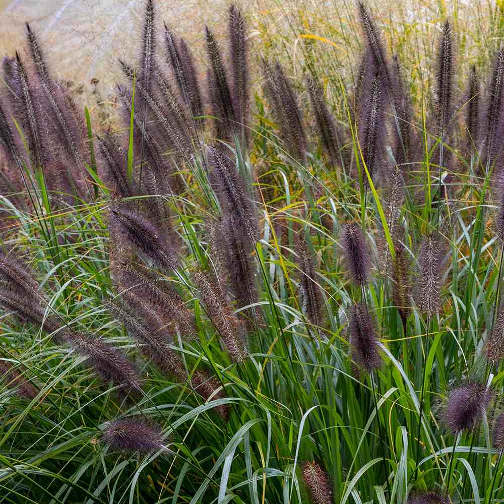 Iarba Chinezeasca Pennisetum Black Beauty