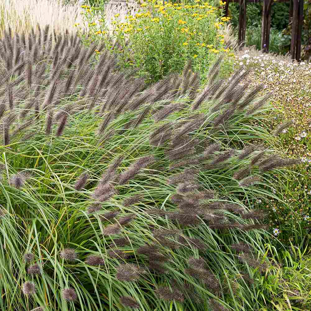 Iarba Chinezeasca Pennisetum Black Beauty