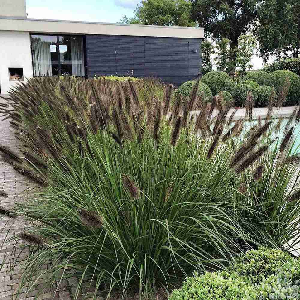 Iarba Chinezeasca Pennisetum Black Beauty