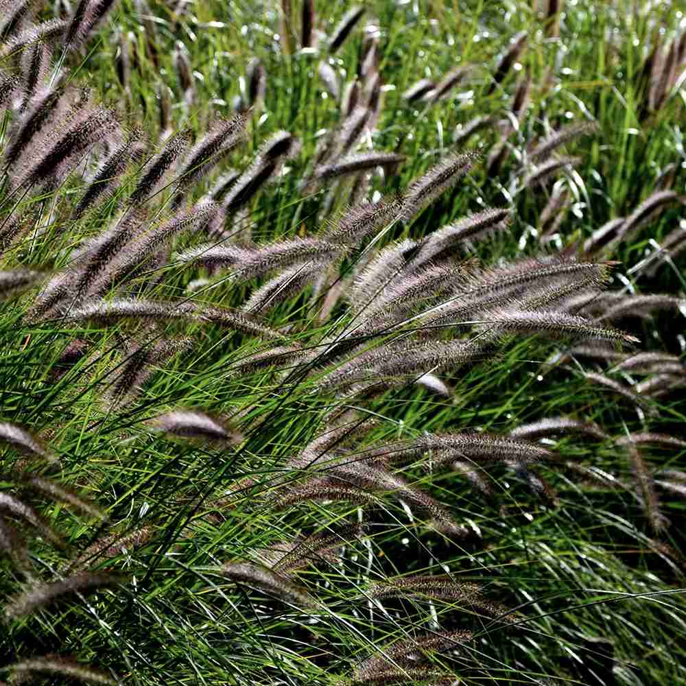 Iarba Chinezeasca Pennisetum Black Beauty