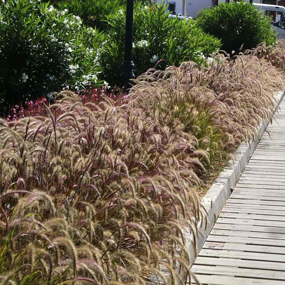Iarba Chinezeasca Pennisetum Summer Samba