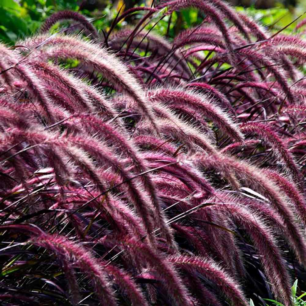 Iarba Chinezeasca Pennisetum Summer Samba