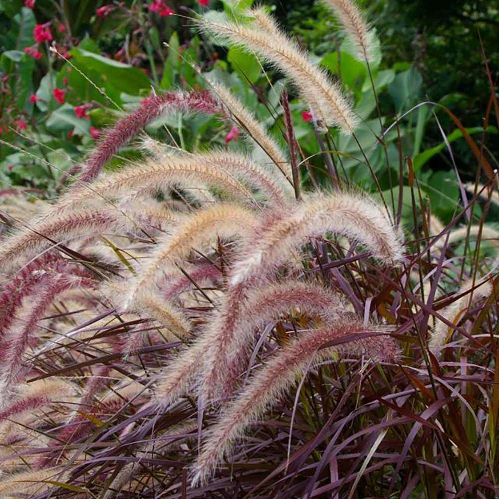 Iarba Chinezeasca Pennisetum Summer Samba
