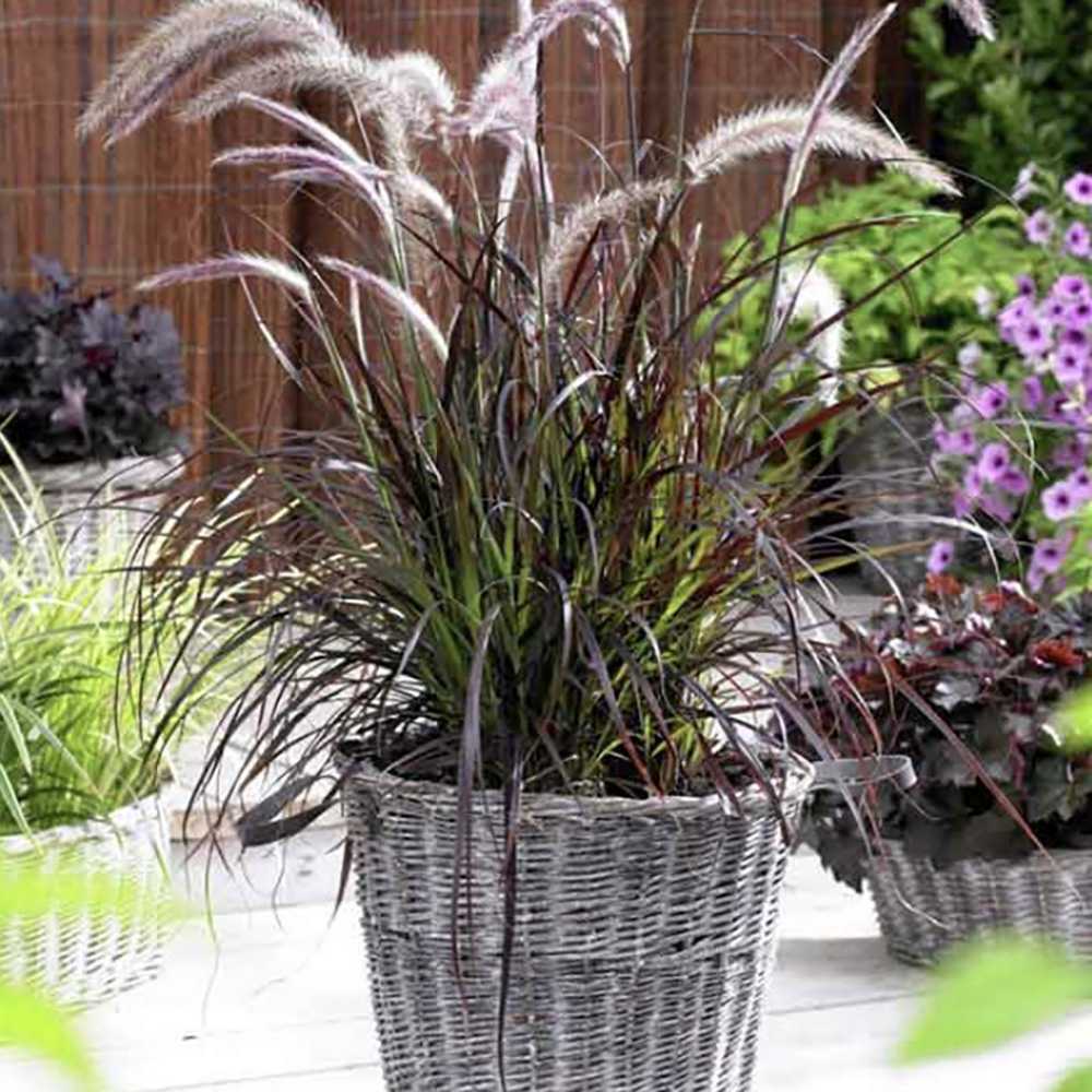Iarba Chinezeasca Pennisetum Summer Samba
