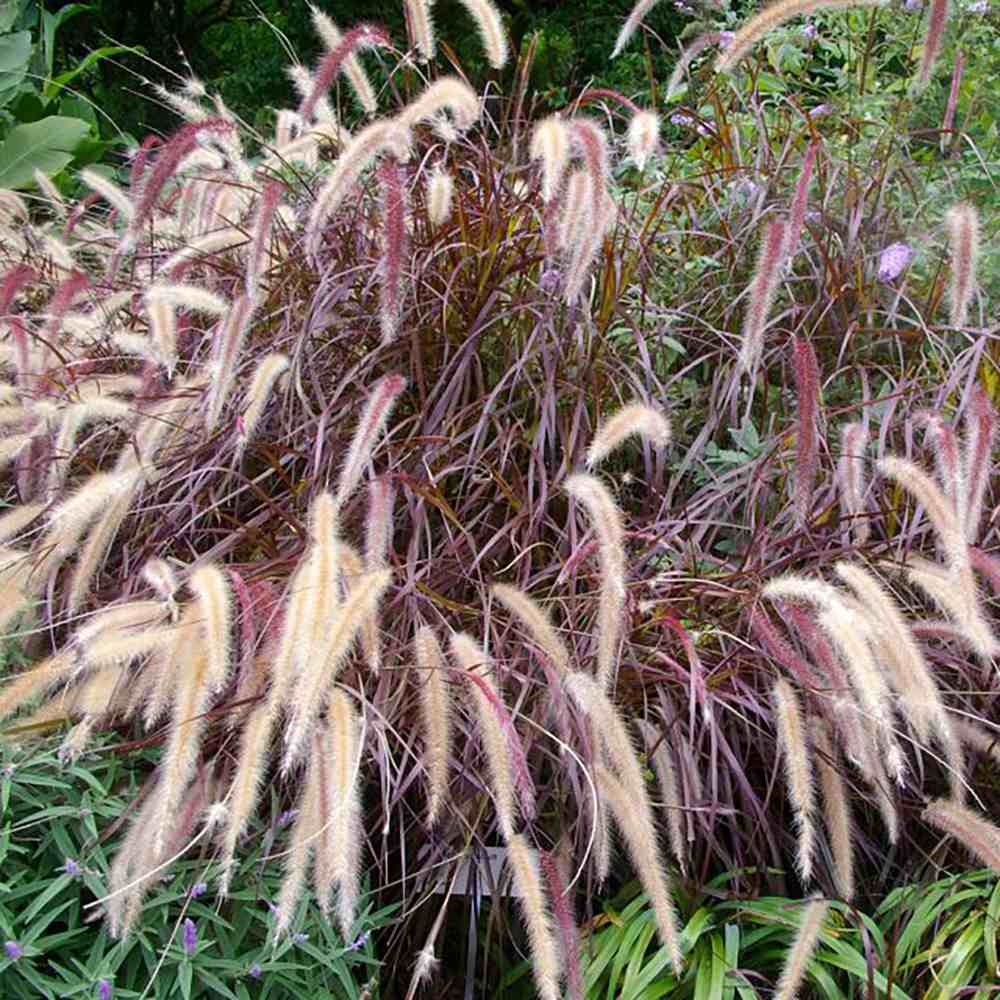 Iarba Chinezeasca Pennisetum Summer Samba