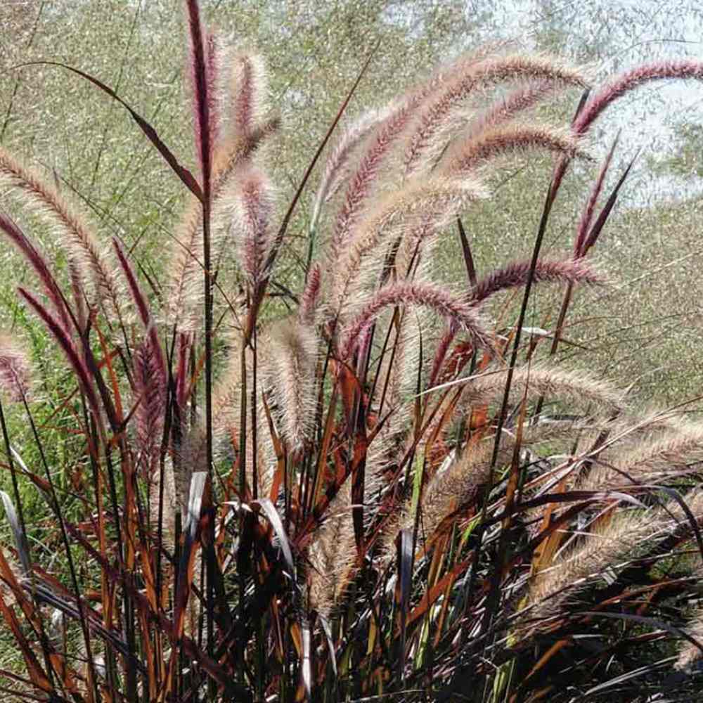 Iarba Chinezeasca Pennisetum Summer Samba