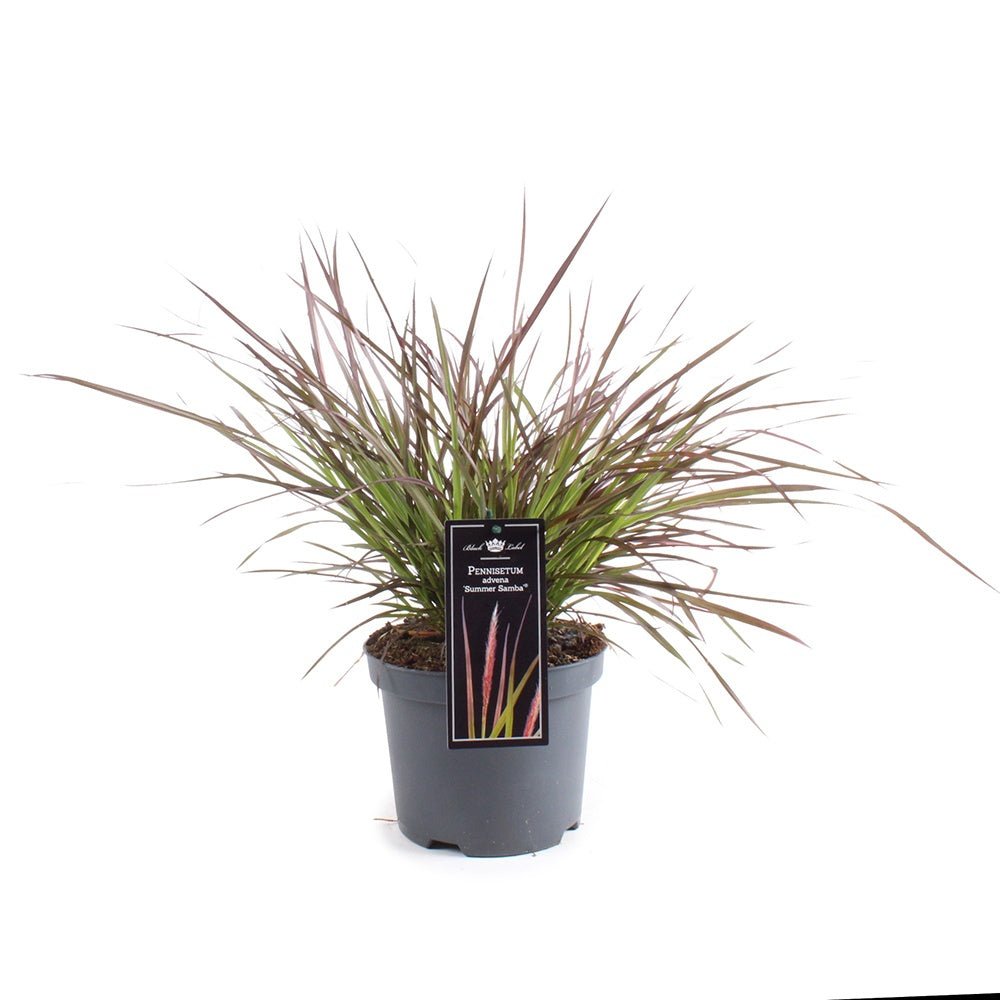Iarba Chinezeasca Pennisetum Summer Samba