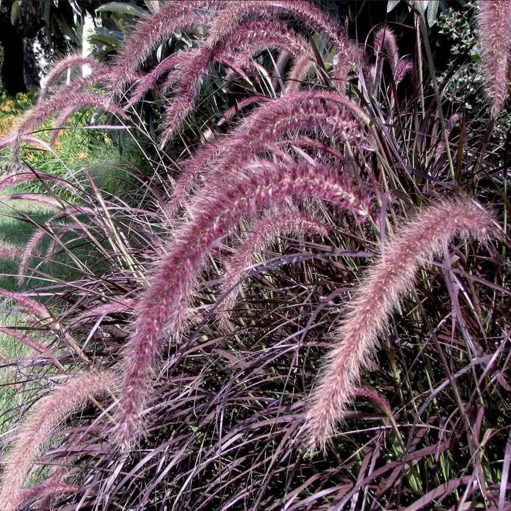 Iarba Chinezeasca Pennisetum Summer Samba