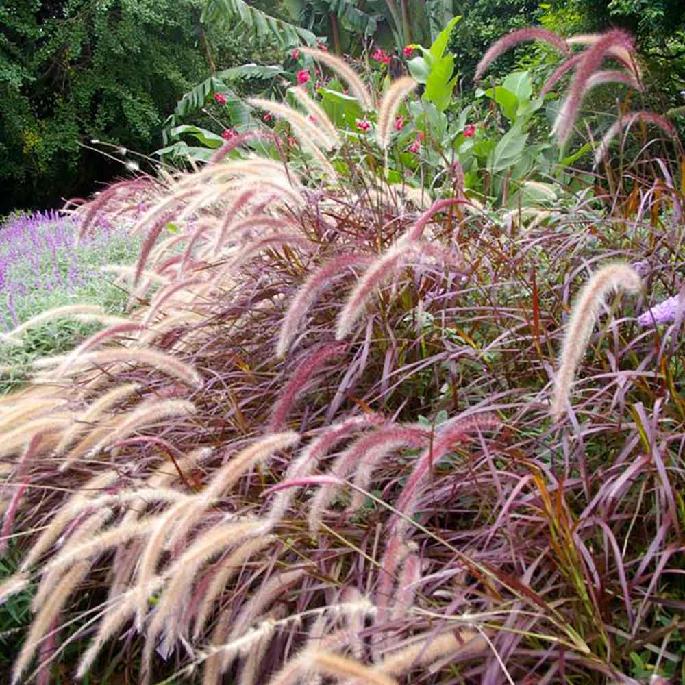 Iarba Chinezeasca Pennisetum Summer Samba