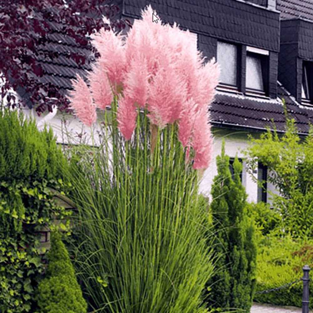 Iarba de Pampas (Cortaderia) Rosea Pink Phantom