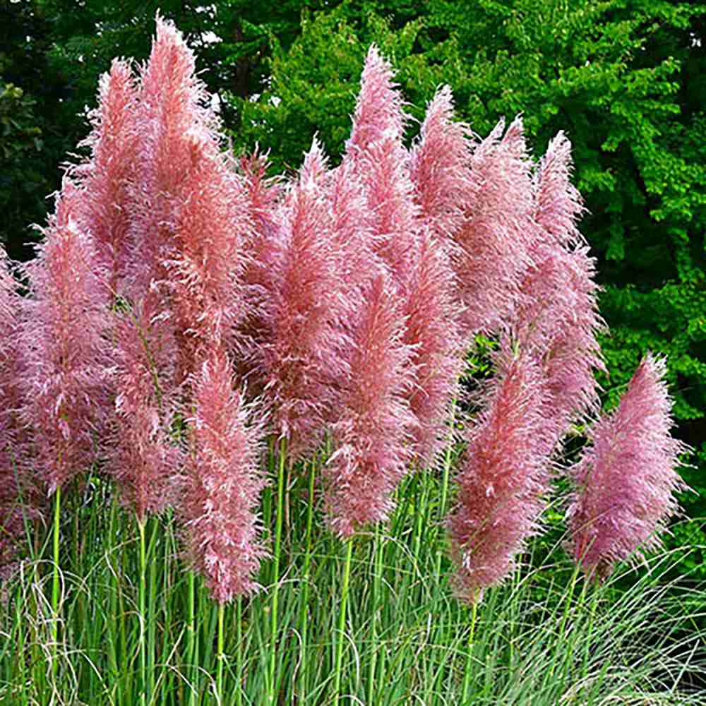 Iarba de Pampas (Cortaderia) Rosea Pink Phantom