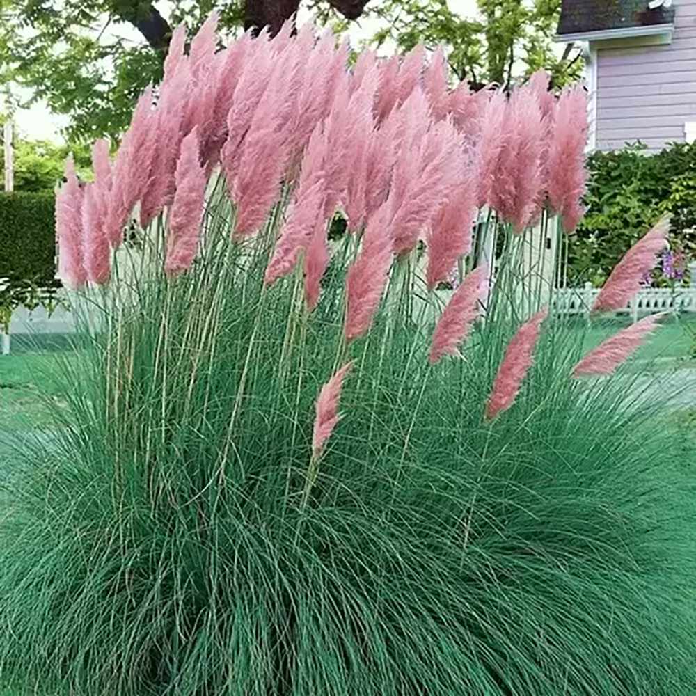 Iarba de Pampas (Cortaderia) Rosea Pink Phantom