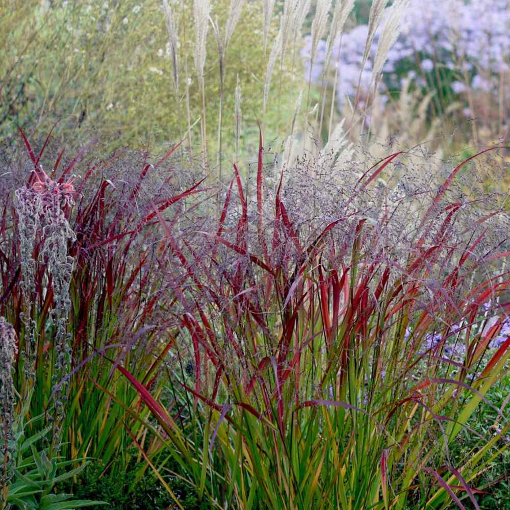 Iarba de Preerie Squaw