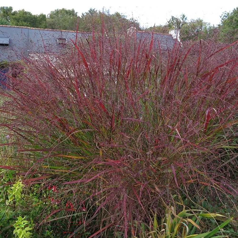 Iarba de Preerie Squaw