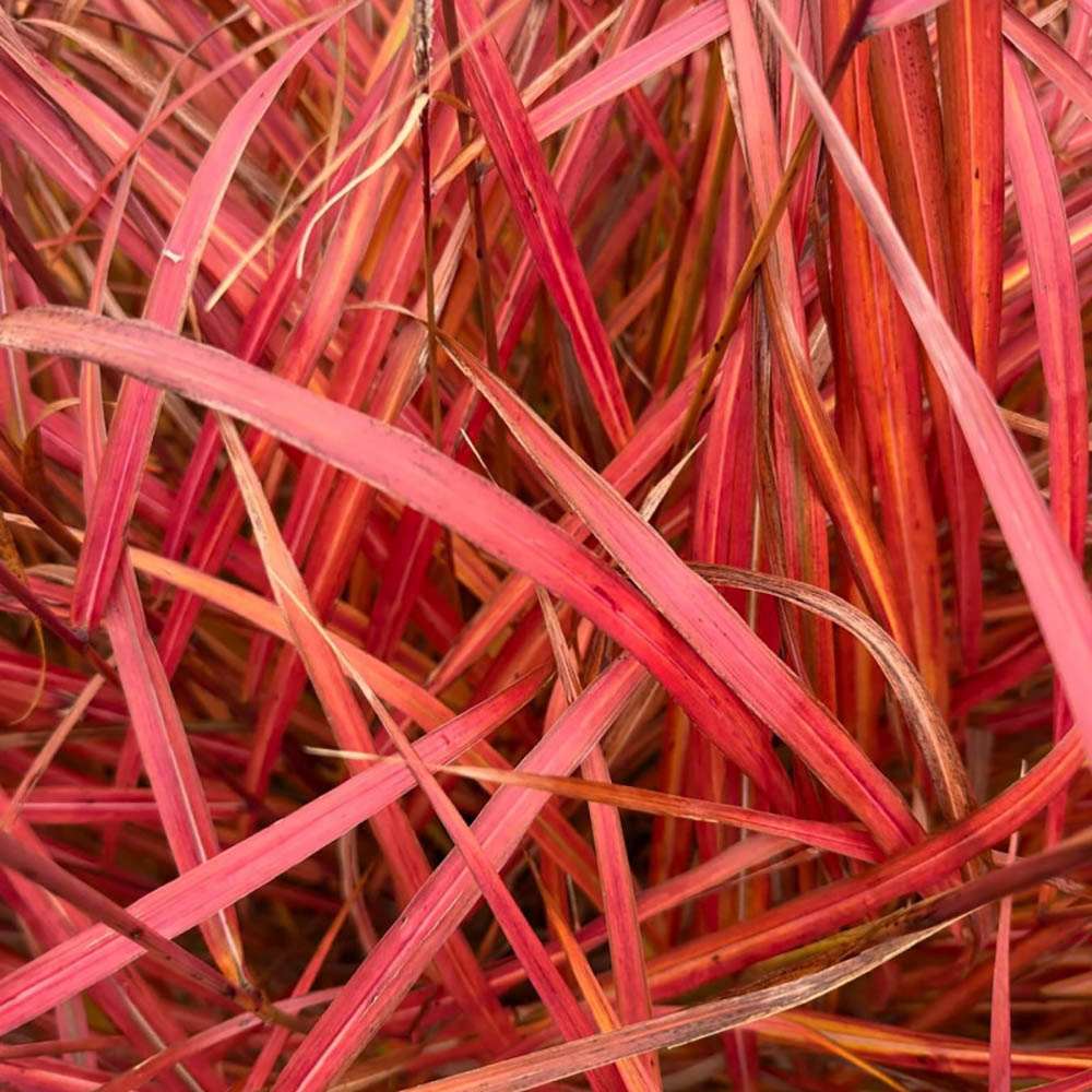 Iarba Elefantului (Miscanthus Sinensis) Dronning Ingrid