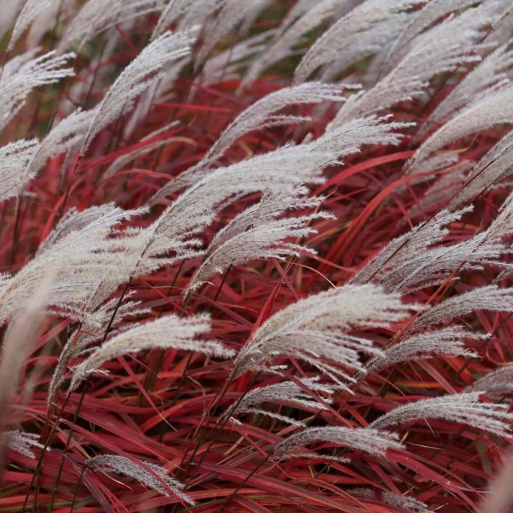 Iarba Elefantului (Miscanthus Sinensis) Dronning Ingrid