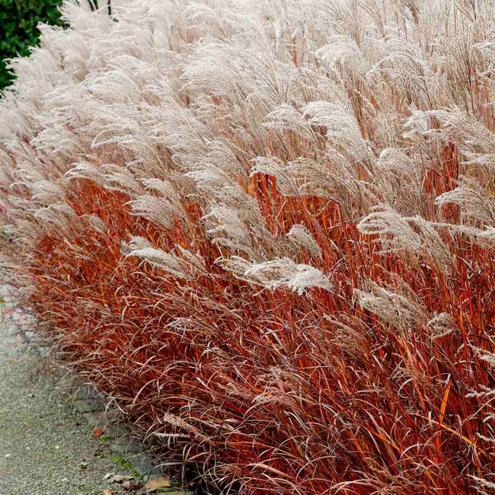 Iarba Elefantului (Miscanthus Sinensis) Dronning Ingrid