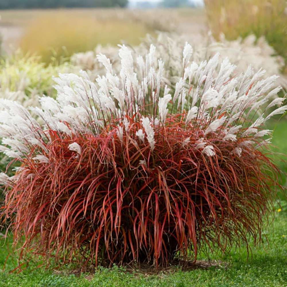 Iarba Elefantului (Miscanthus Sinensis) Dronning Ingrid