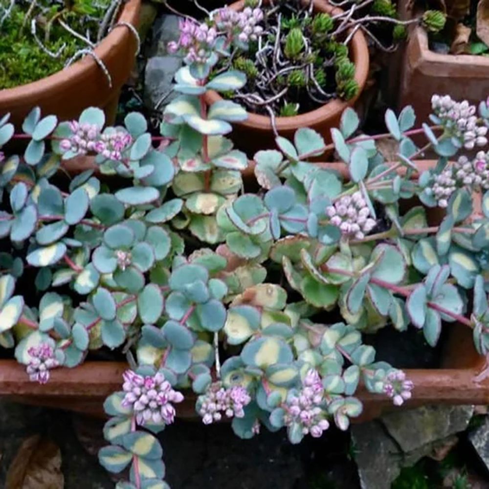 Iarba Grasa (Sedum) Mediovariegatum, cu flori roz si frunzis verde-galben
