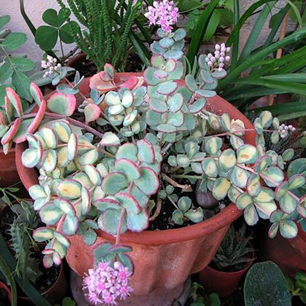 Iarba Grasa (Sedum) Mediovariegatum, cu flori roz si frunzis verde-galben