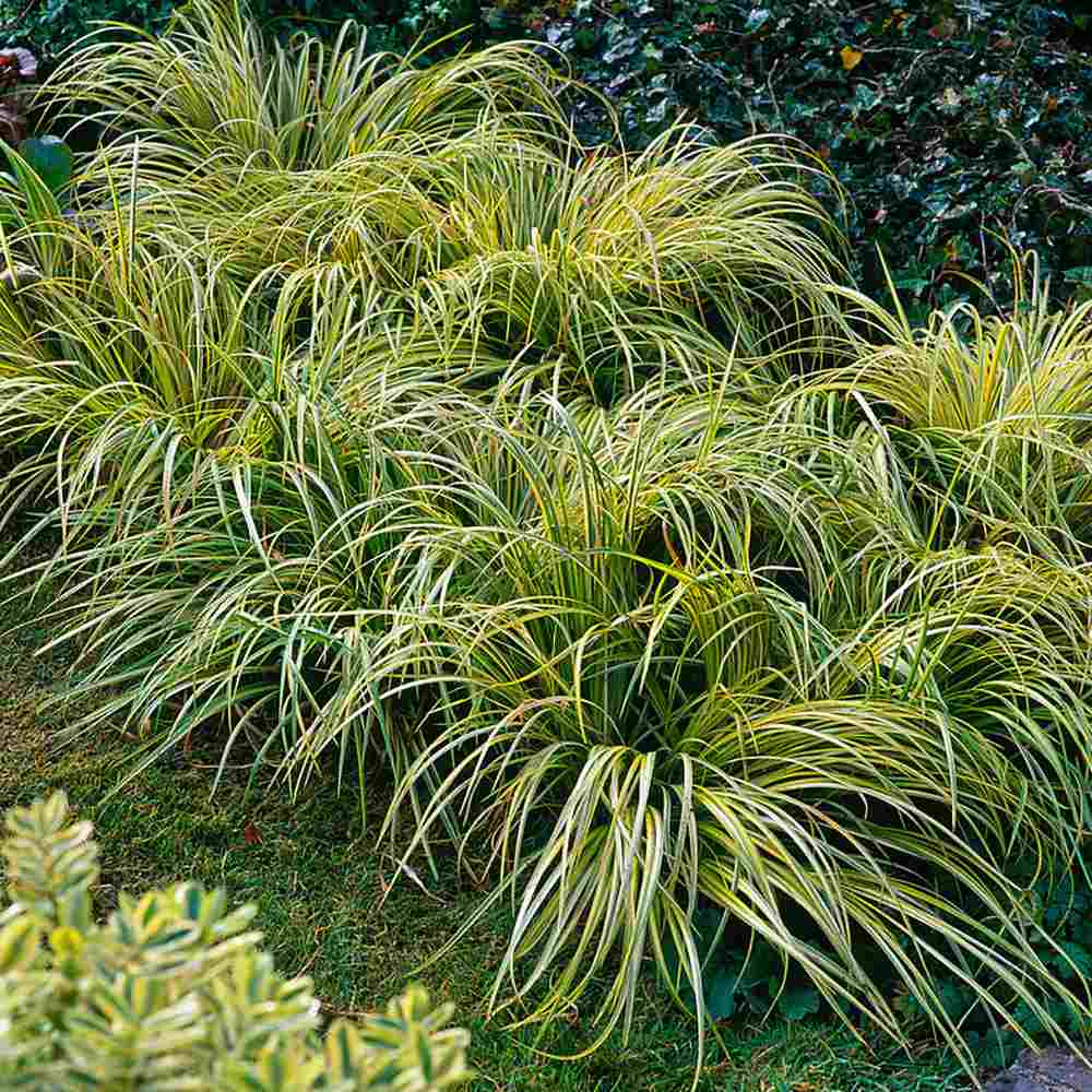 Iarba Ornamentala Asiatica Ogon (Acorus Gramineus)