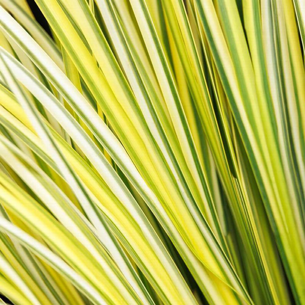 Iarba Ornamentala Asiatica Ogon (Acorus Gramineus)